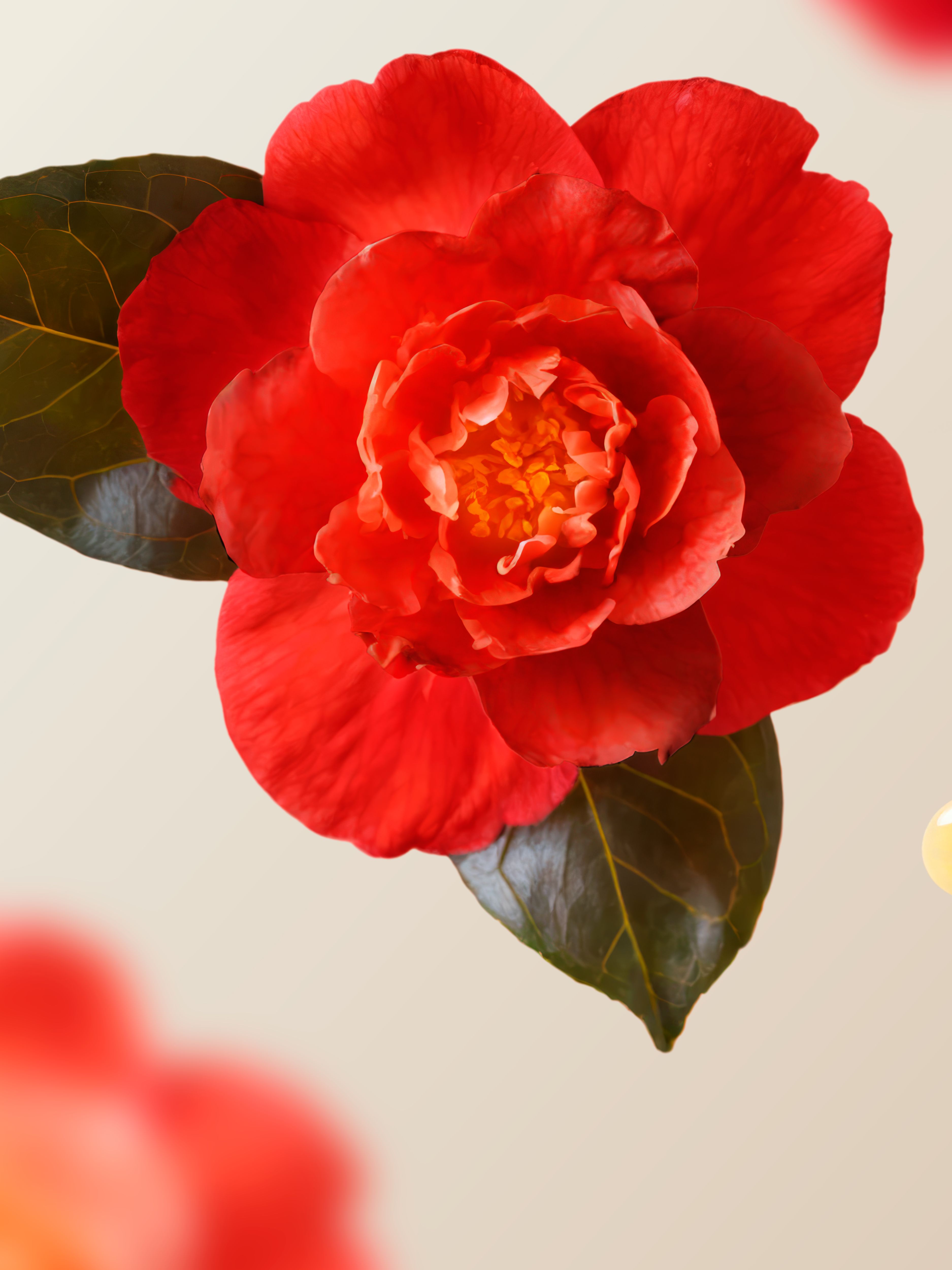 Elixir Collection Intense Hair Oil  