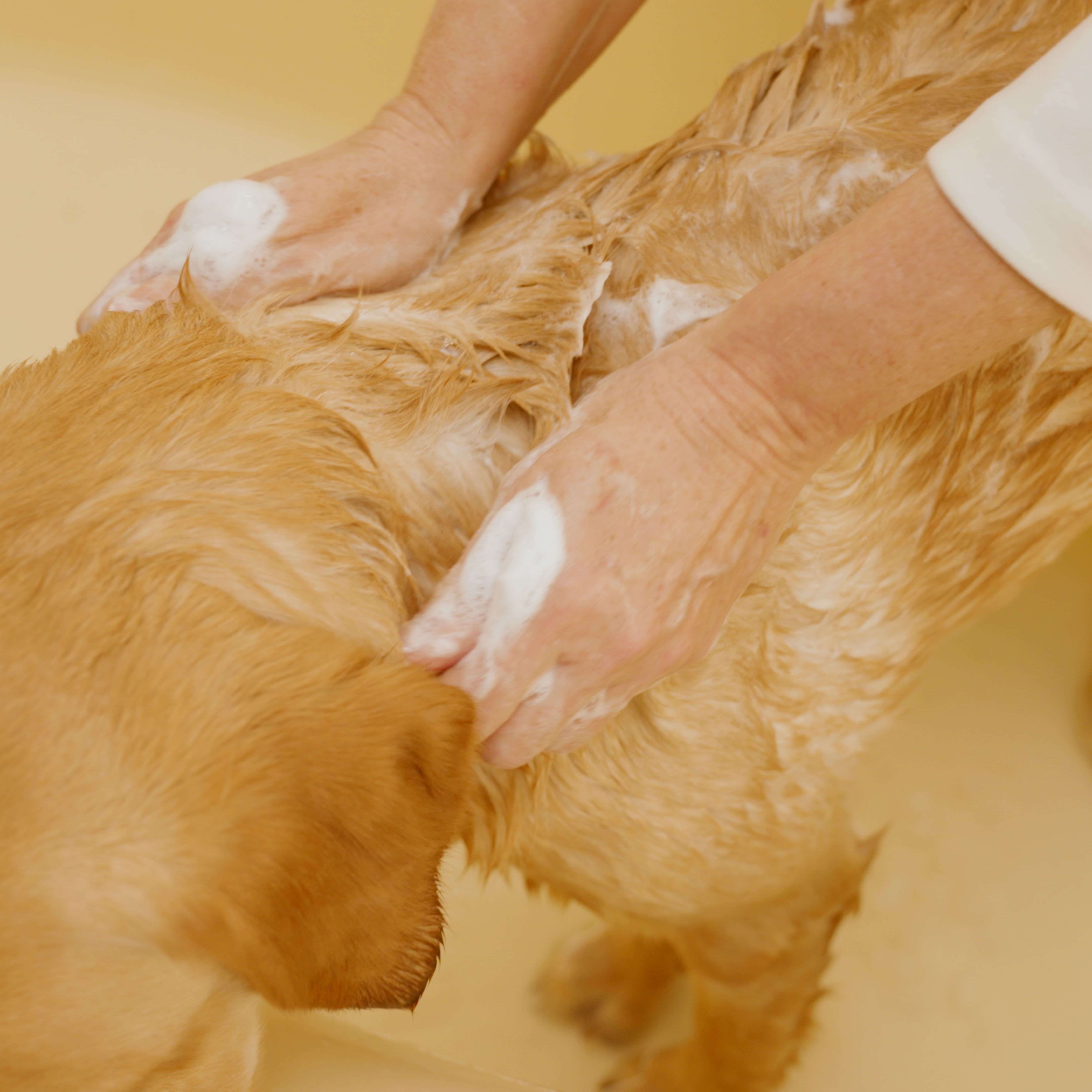 Dog Paw Balm Lifestyle with Model and Packshot