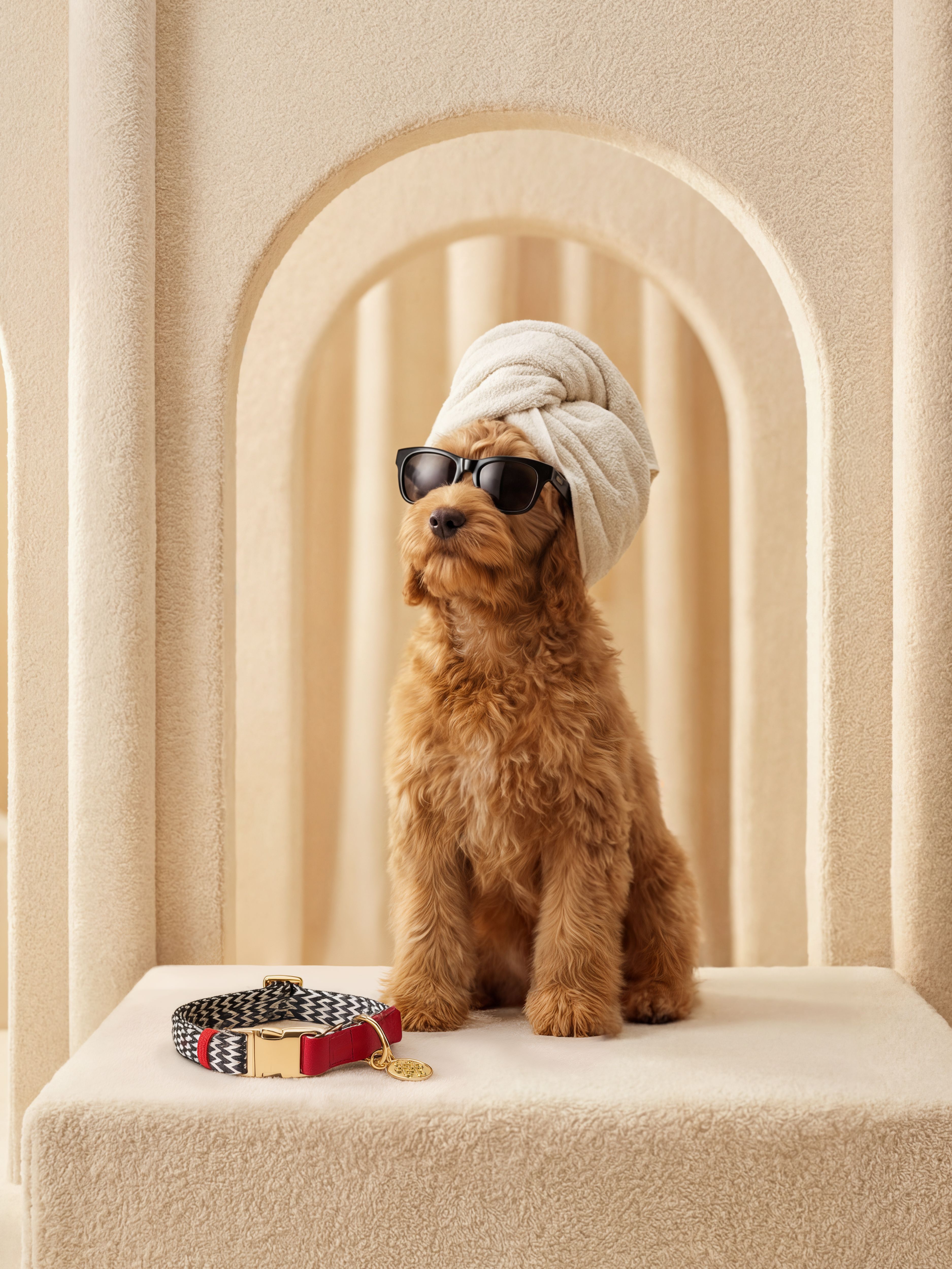 Dog Collar Size M/L Lifestyle with Product