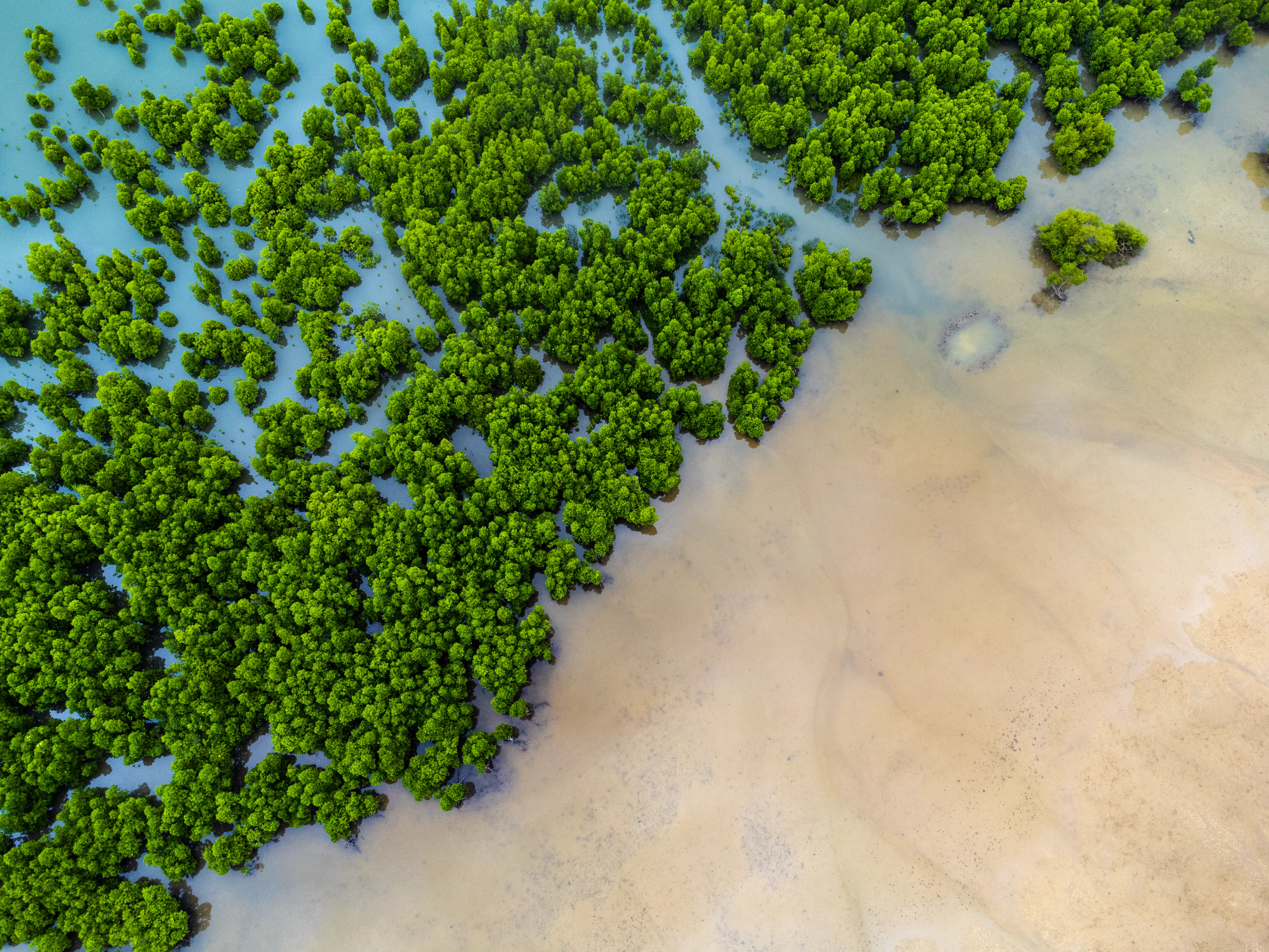 2022-keyvisual-net-zero-sustainability-treeplantingprojectkenya-07