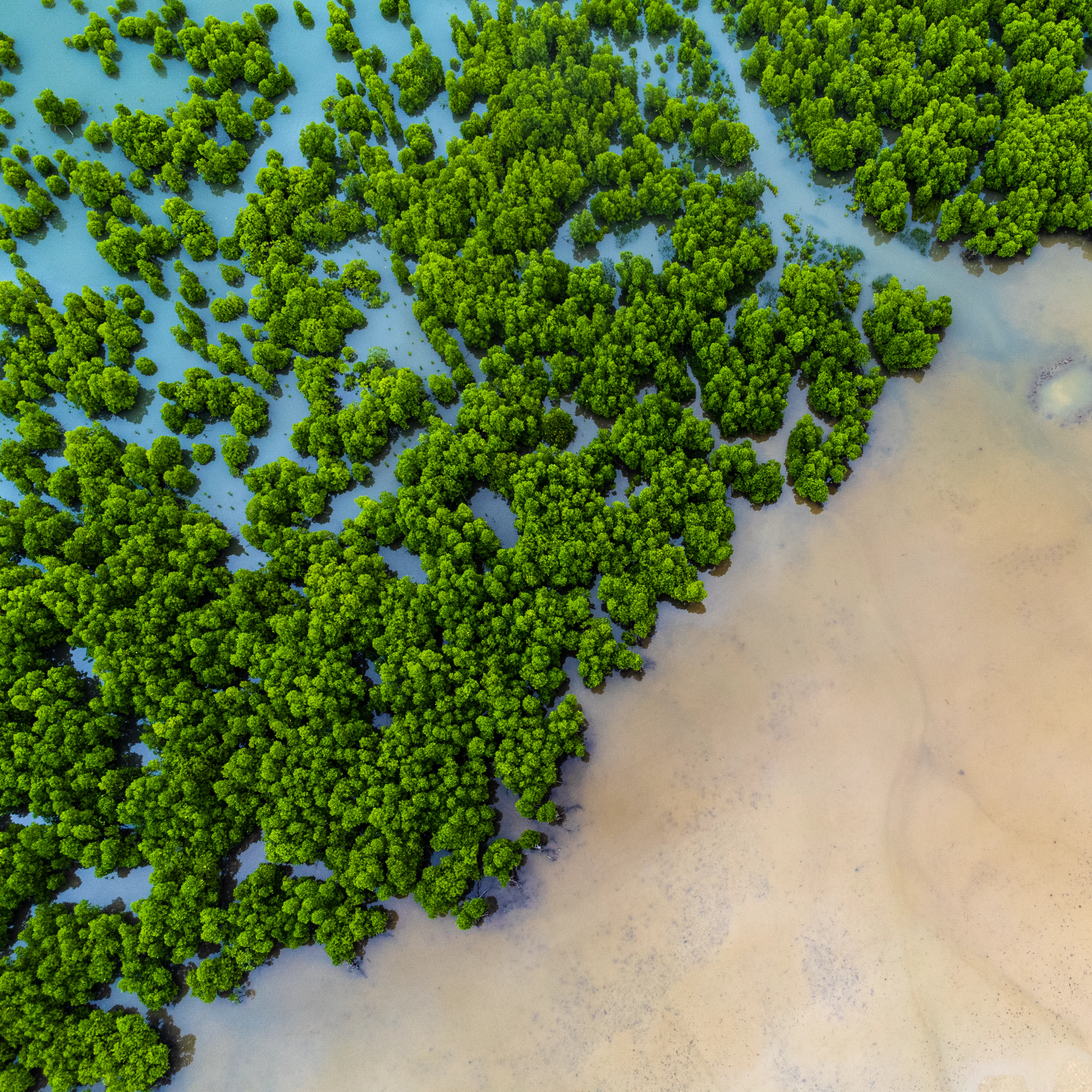 2022-keyvisual-net-zero-sustainability-treeplantingprojectkenya-07