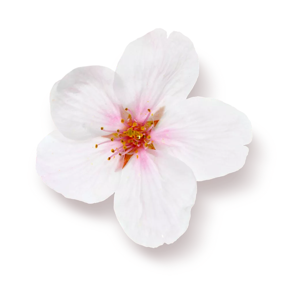  RITUALS Sakura Renewing Body Scrub - Exfoliating Scrub with  Sugar & Cherry Blossom - 8.8 Oz : Beauty & Personal Care