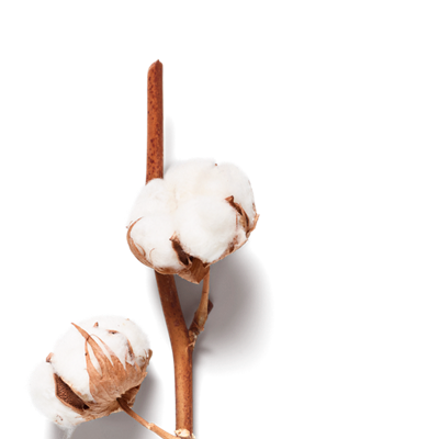 Cotton Flower