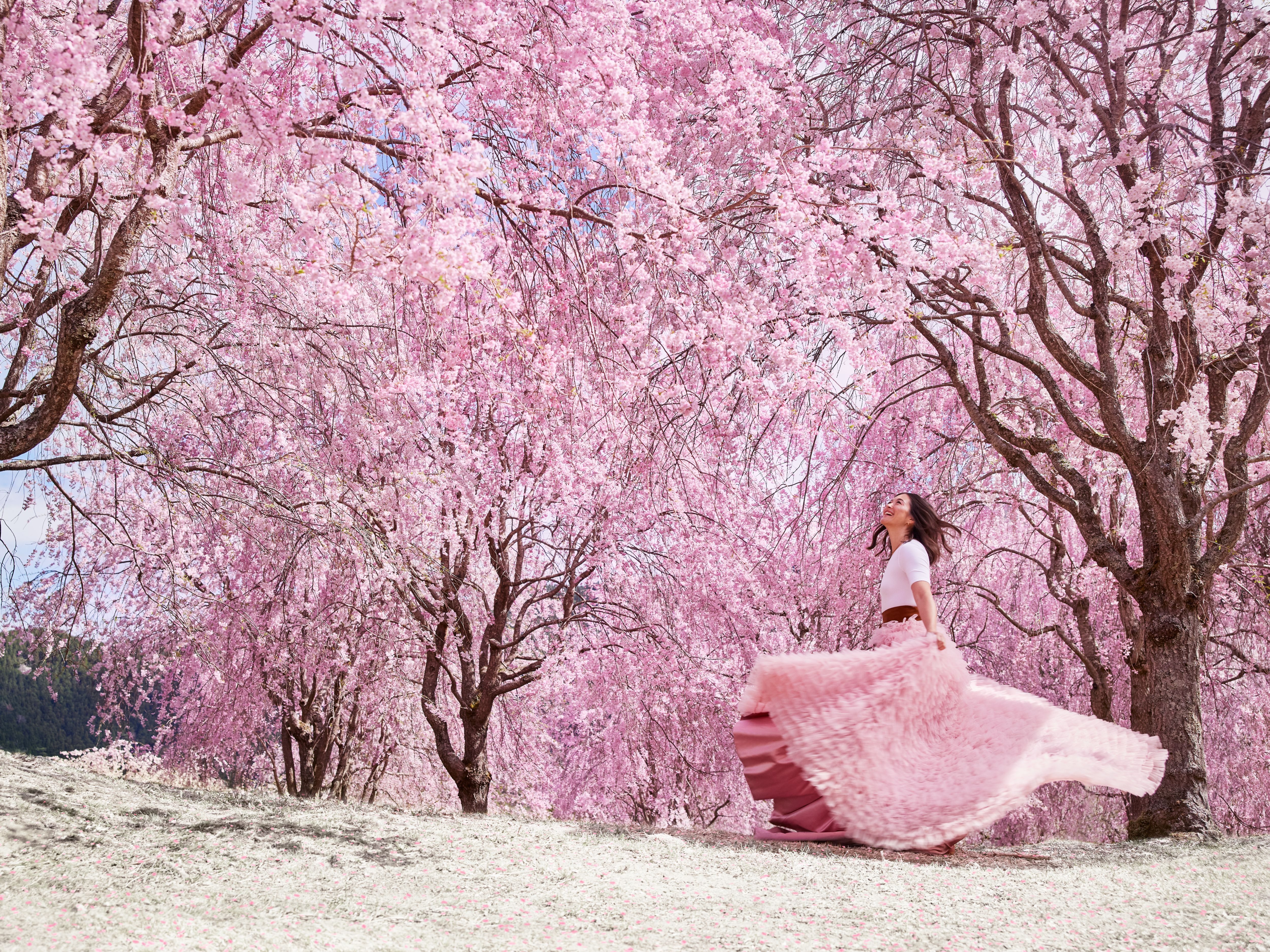 Te explicamos la tradición del hanami 