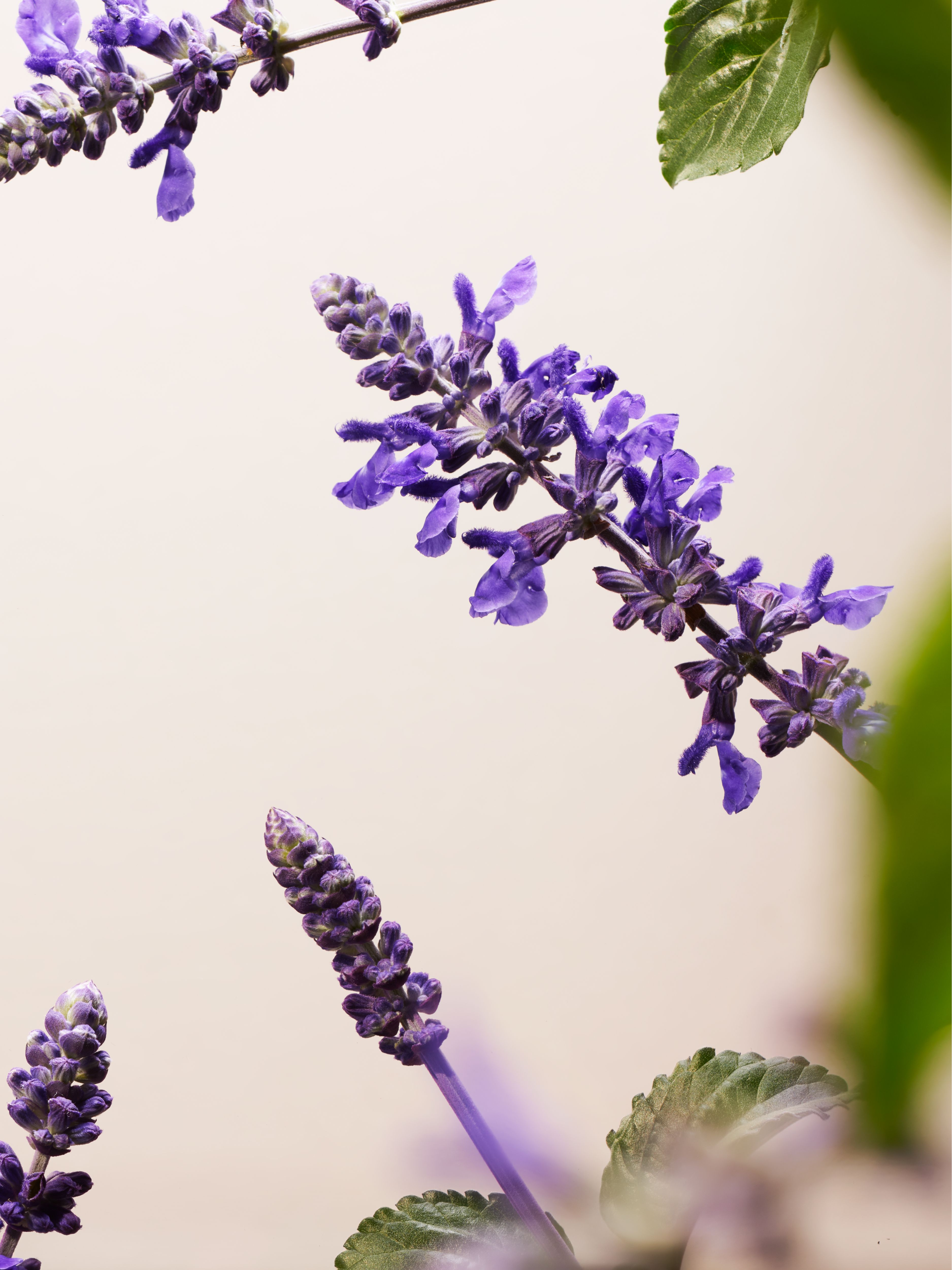 The Ritual of Namaste Glow Anti-Ageing Day Cream Refill Studio Ingredient