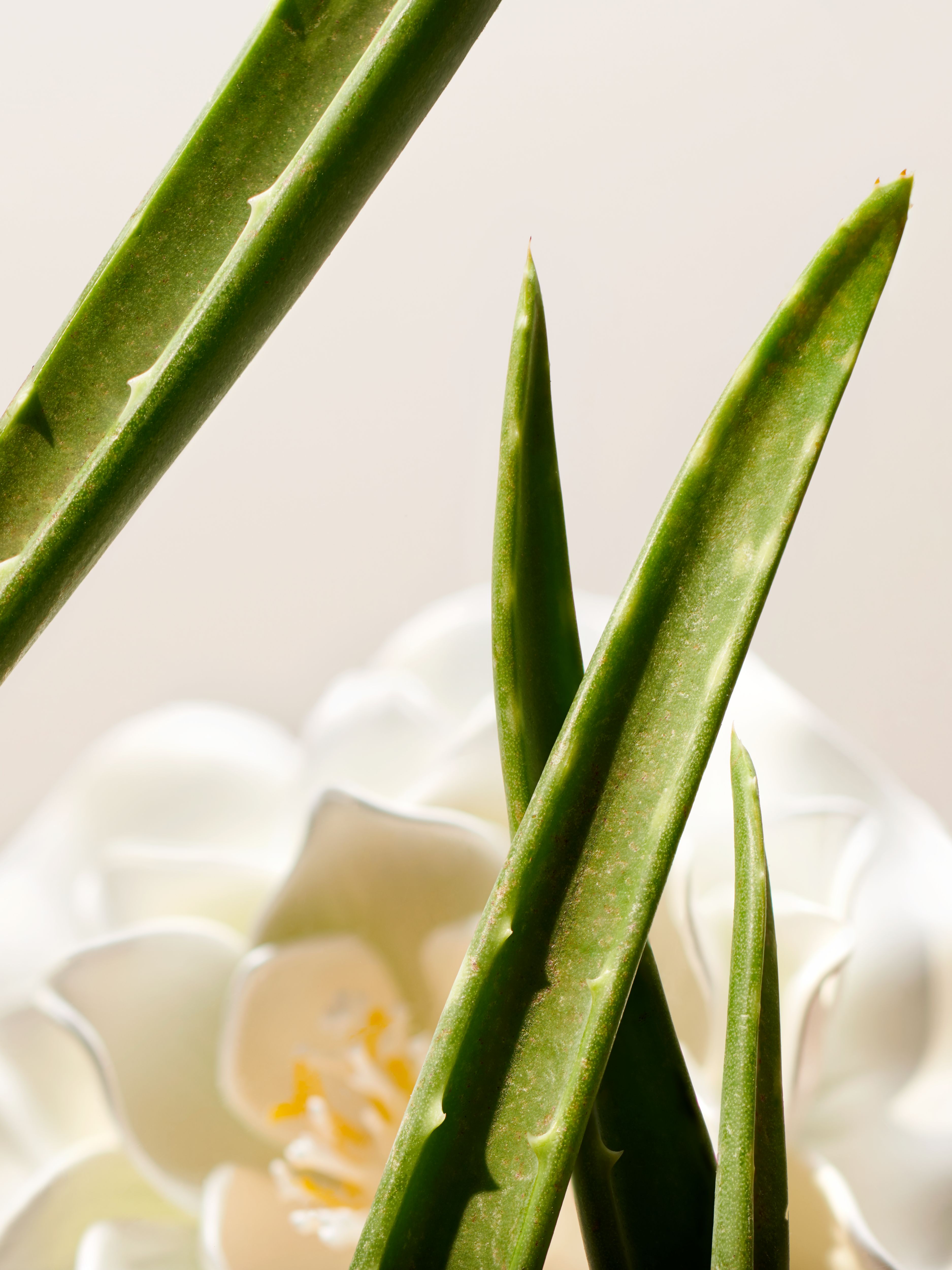 The Ritual of Namaste Facial Toner 