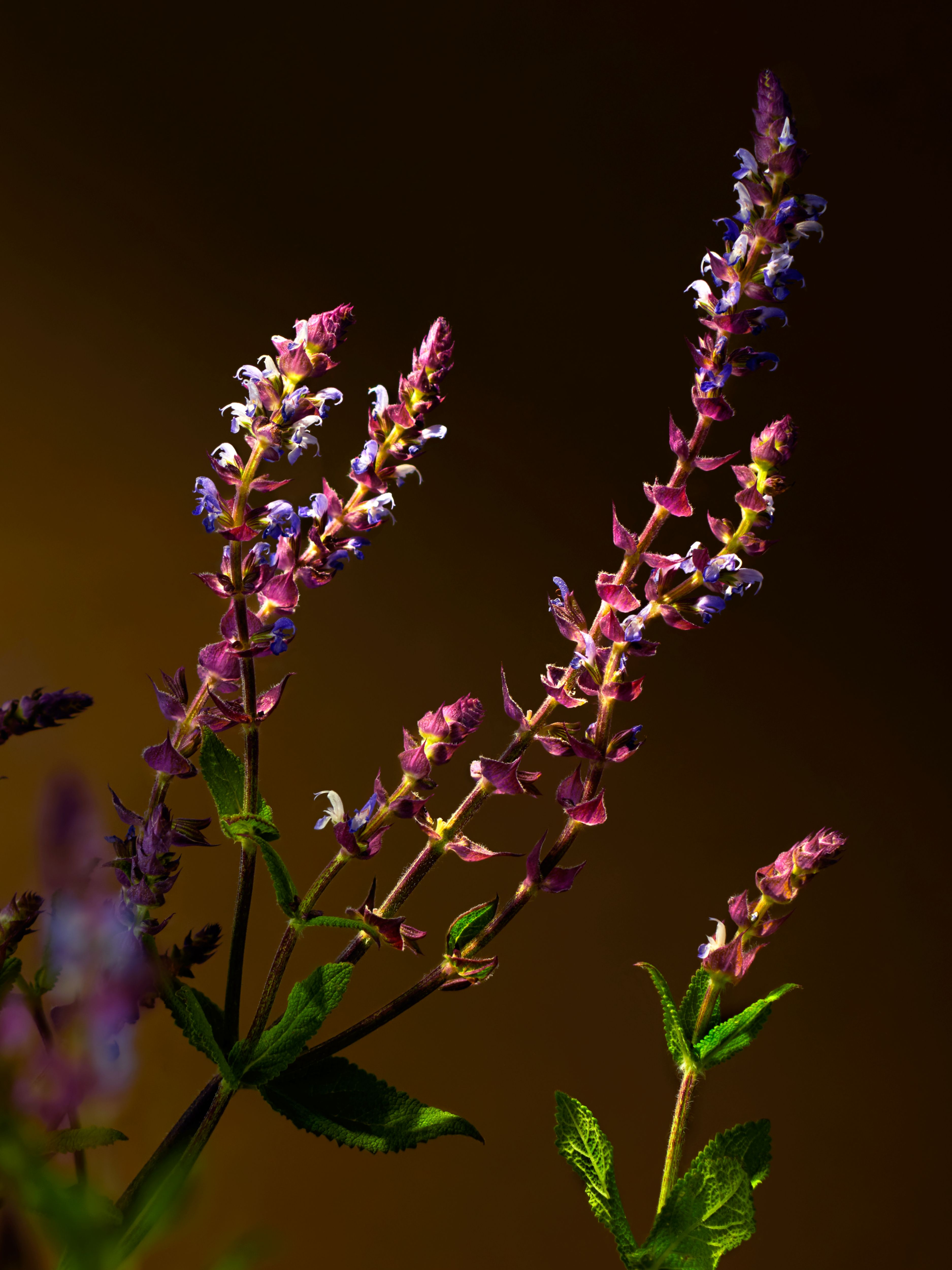 XXL - Savage Garden Scented Candle