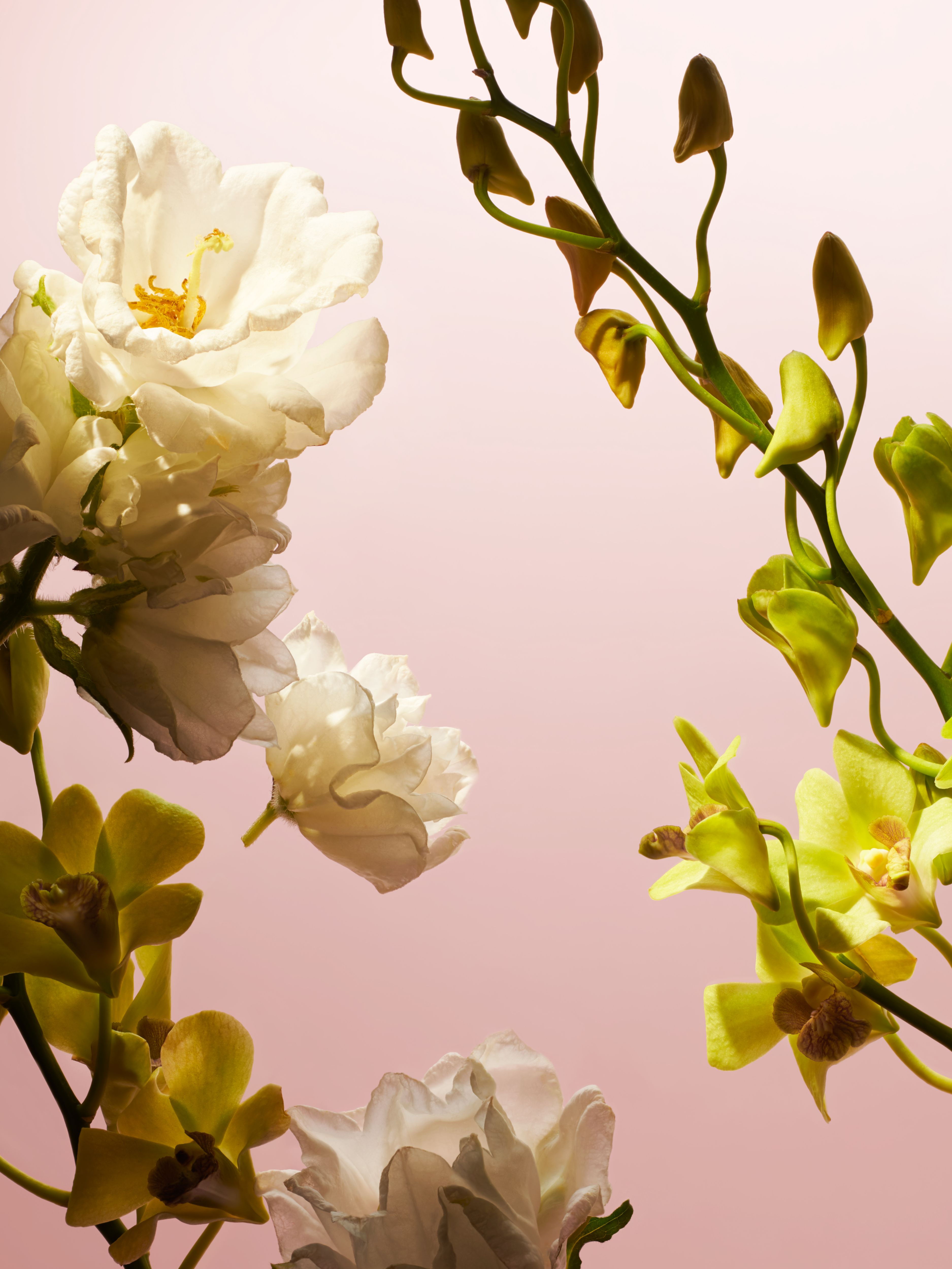 Fleurs de l’Himalaya 50ml Studio Ingredient