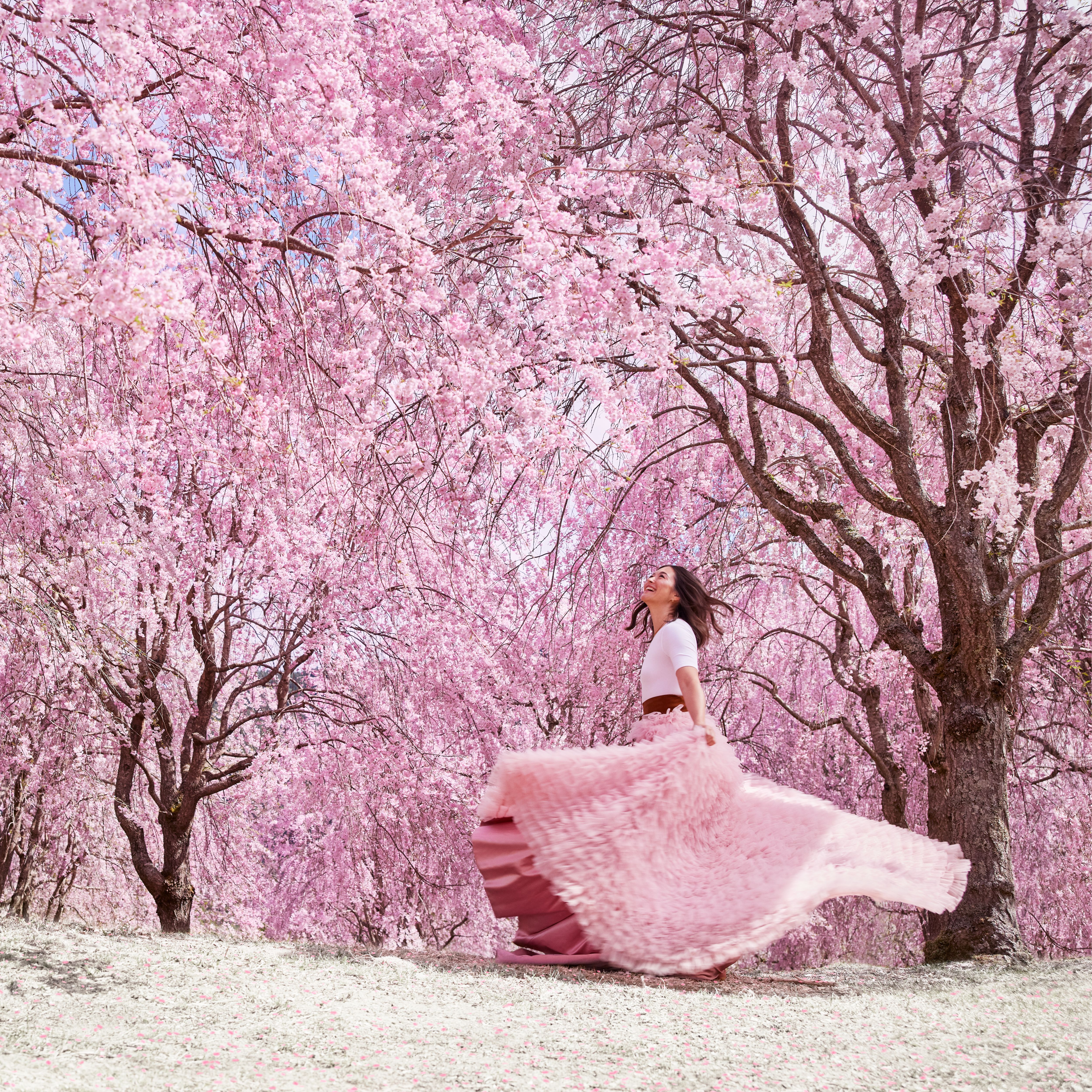 The Ritual of Sakura