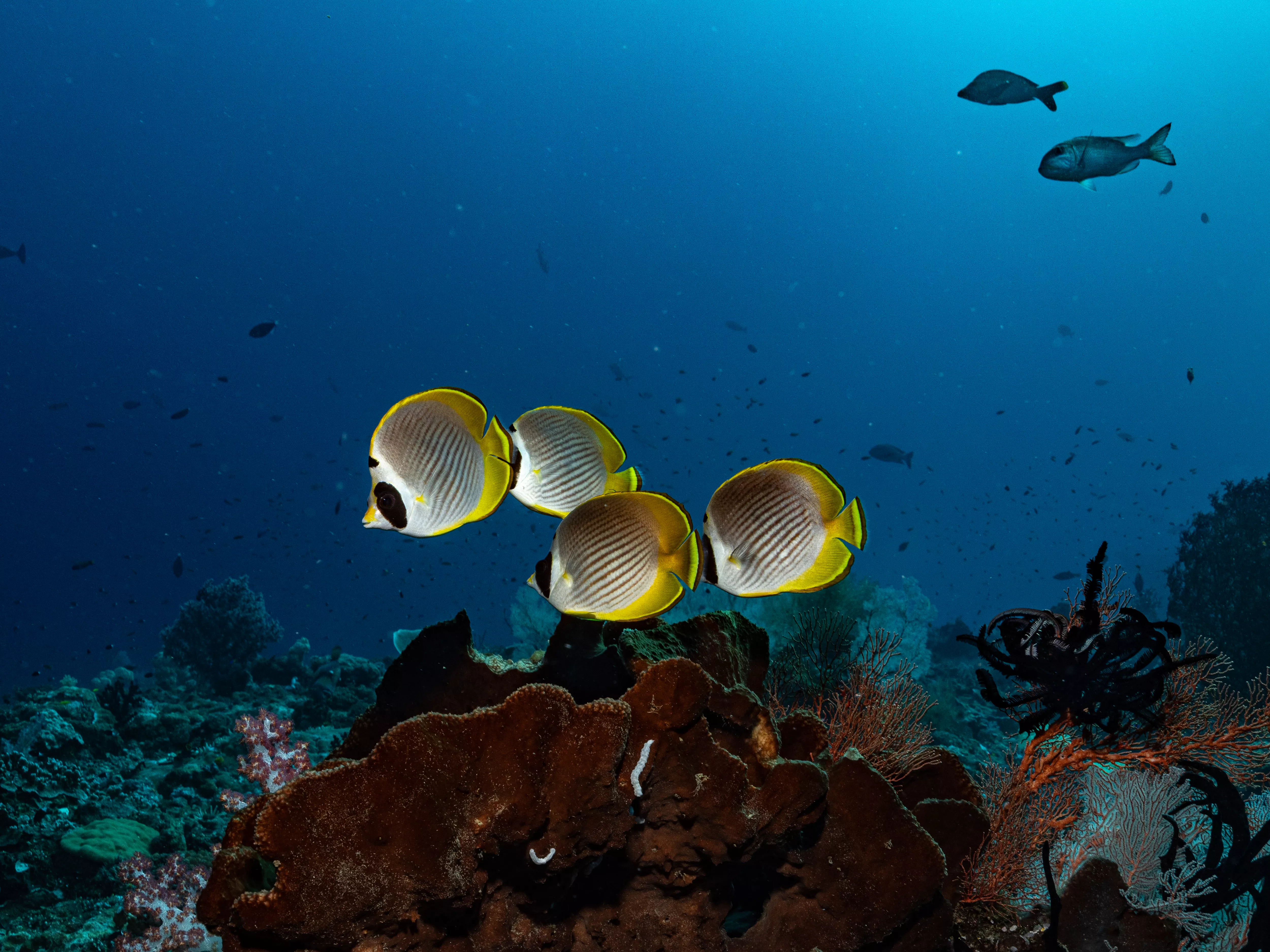 rituals-stock-image-profit-pledge-2