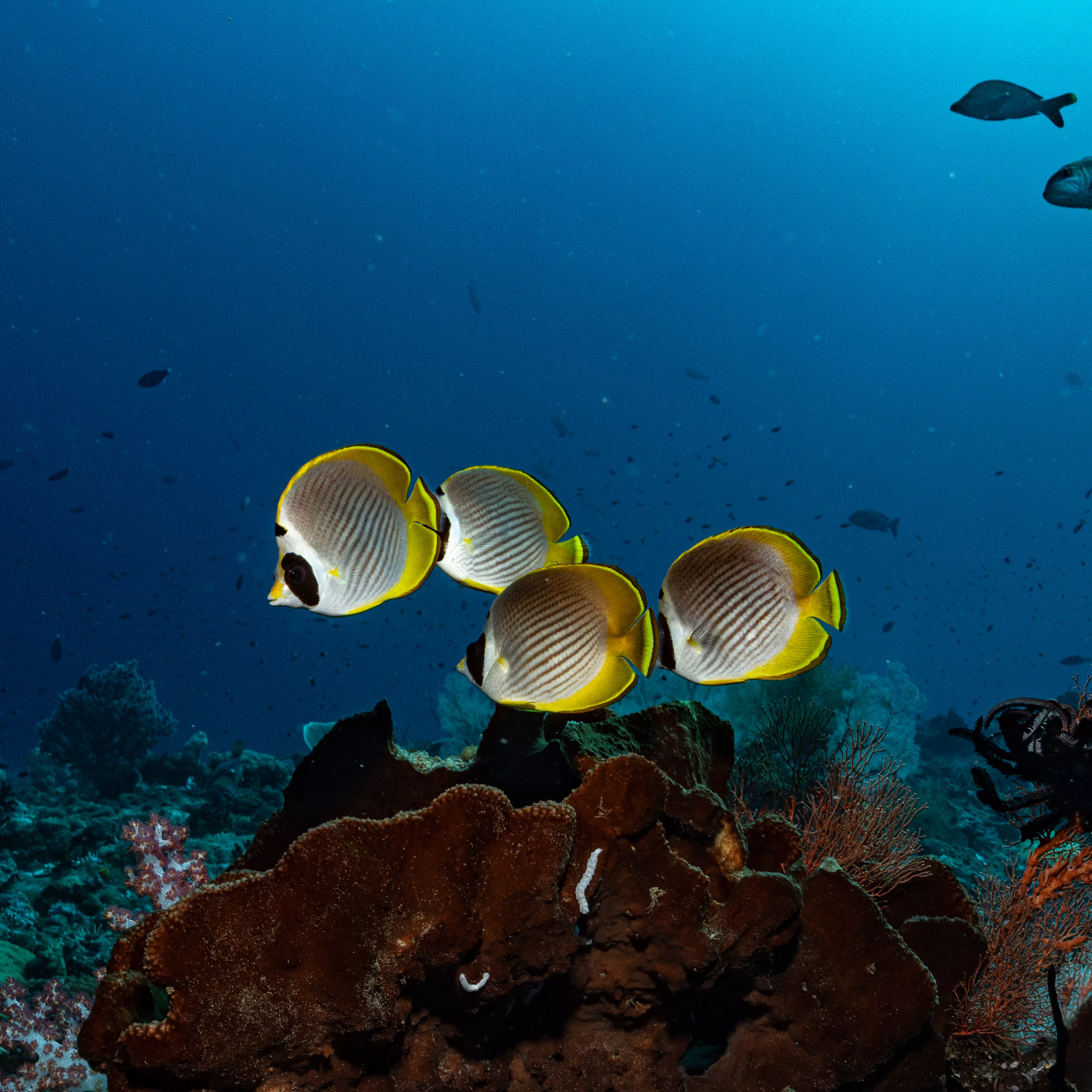 rituals-stock-image-profit-pledge-2