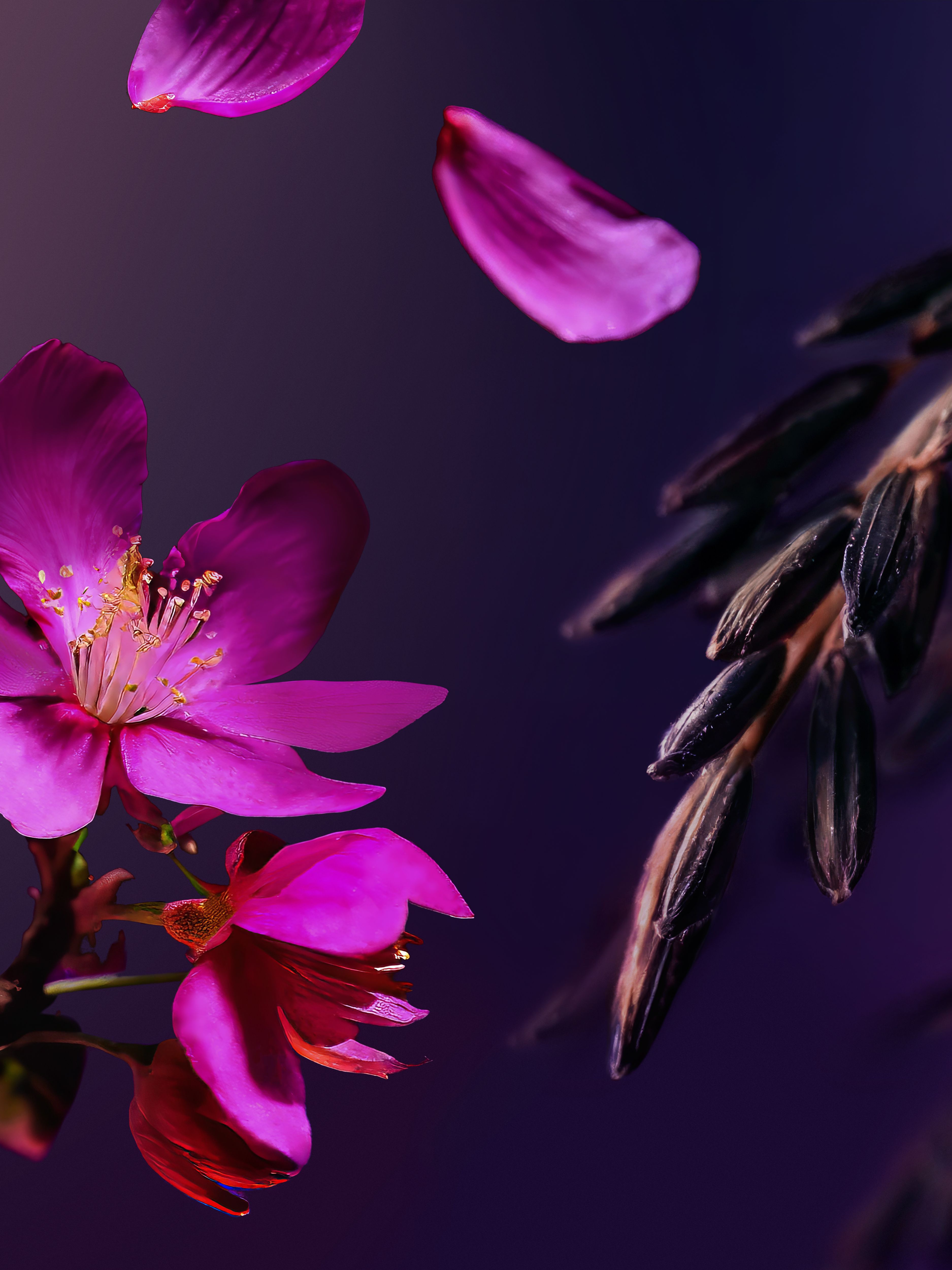 The Ritual of Yozakura Pink Sugar Scrub Studio Ingredient