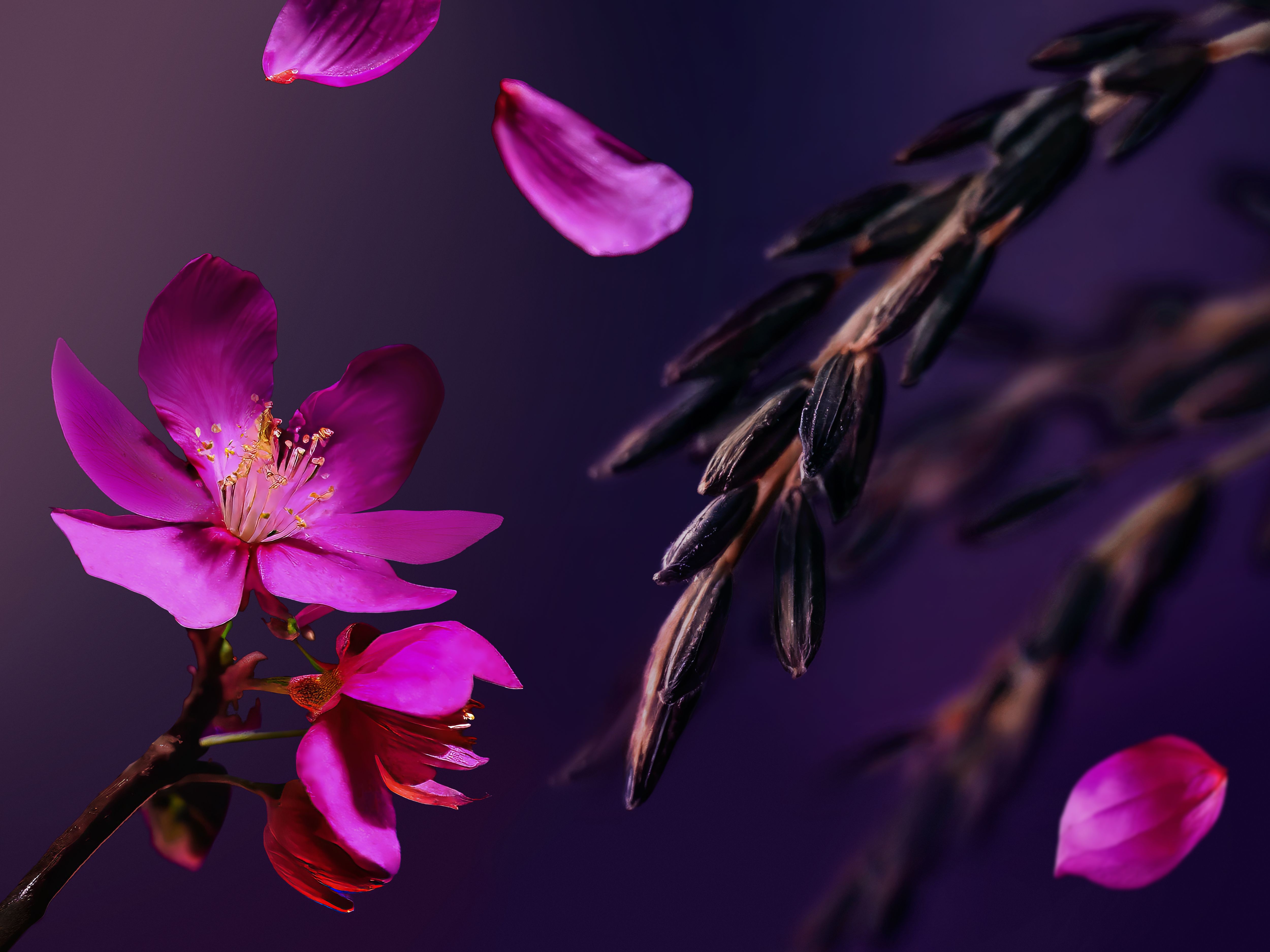 THE RITUAL OF YOZAKURA​