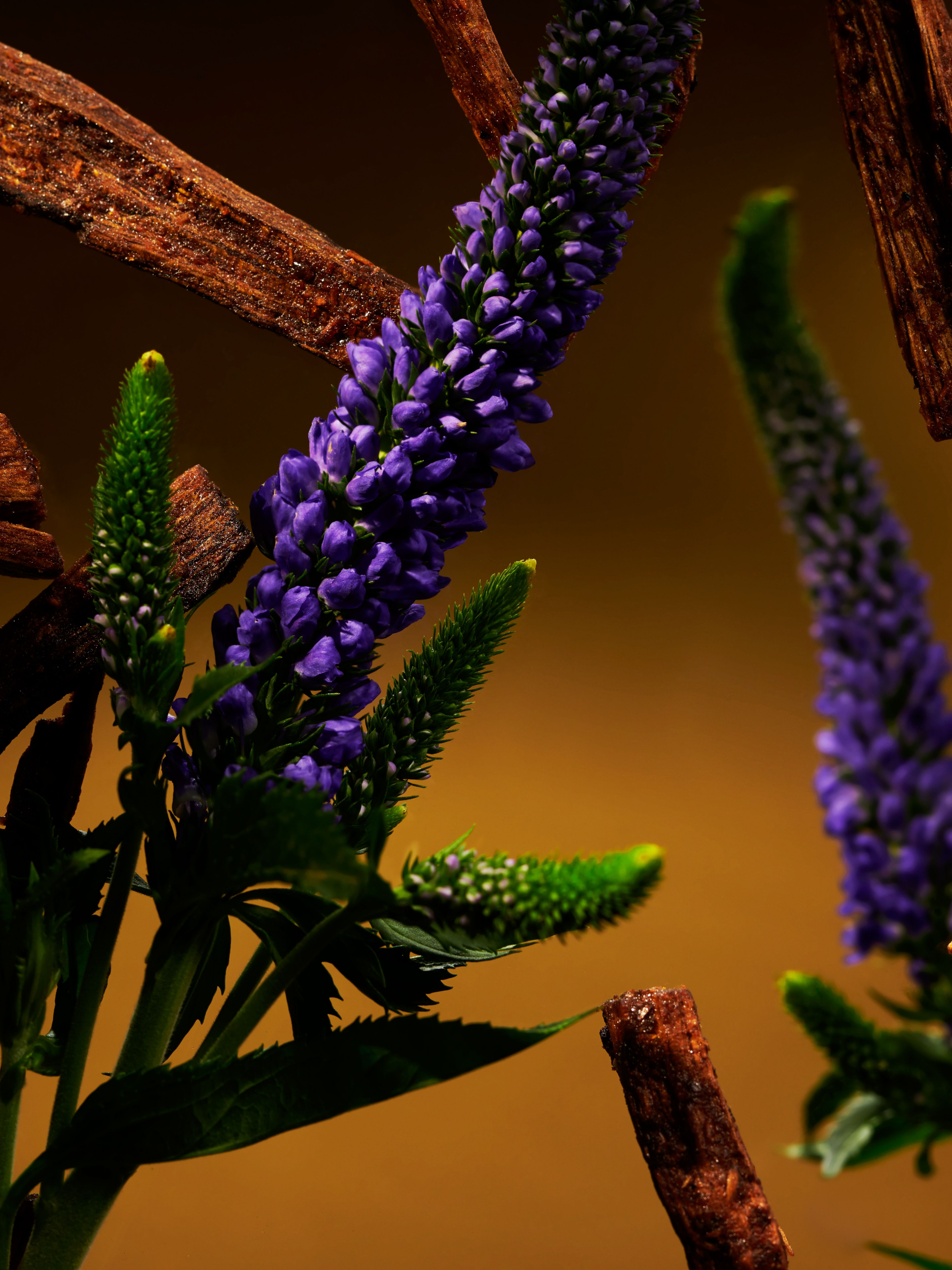 The Ritual of Oudh Body Scrub Studio Ingredient