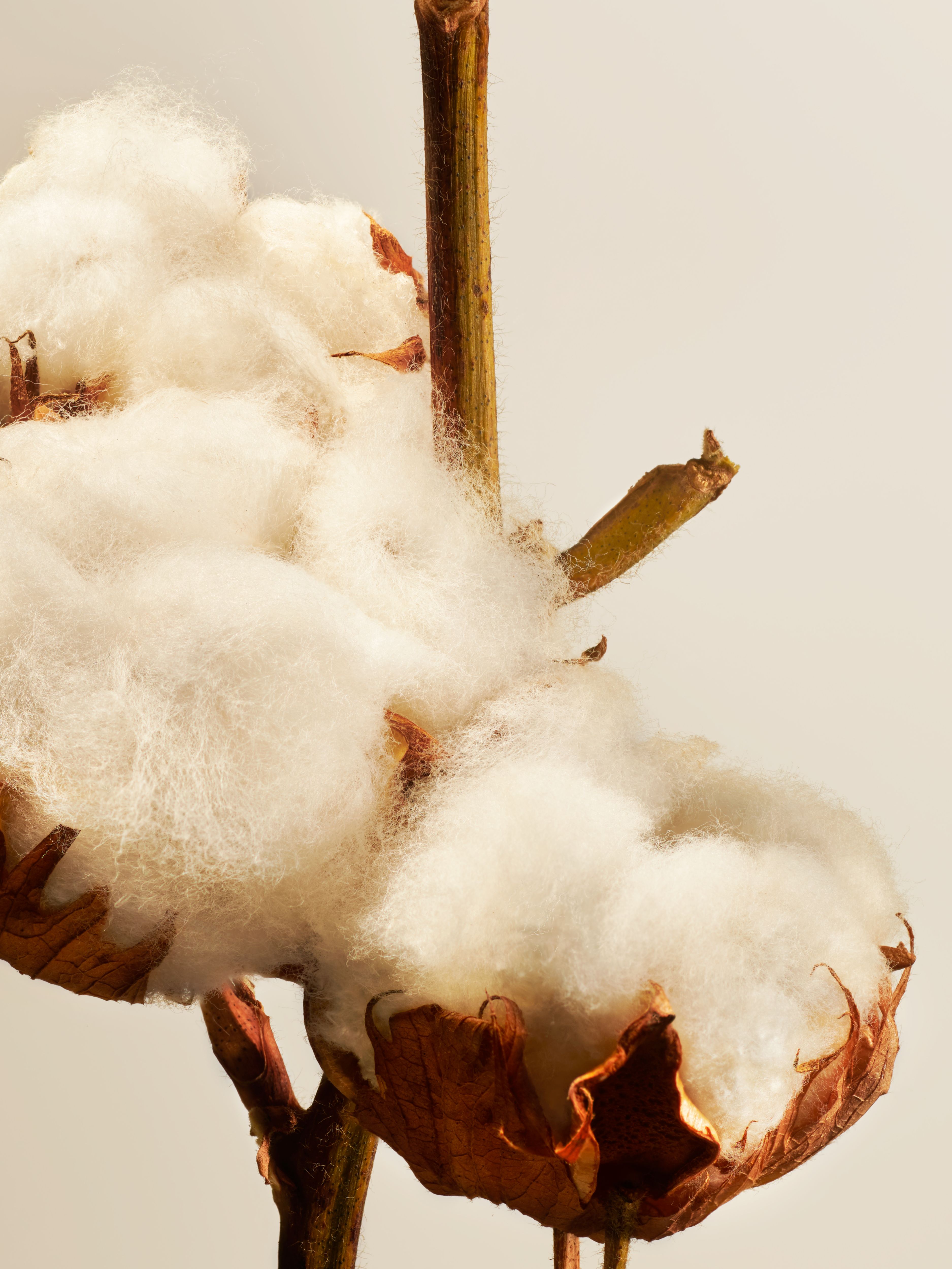 Cotton Blossom Fragrance Sticks Refill Studio Ingredient