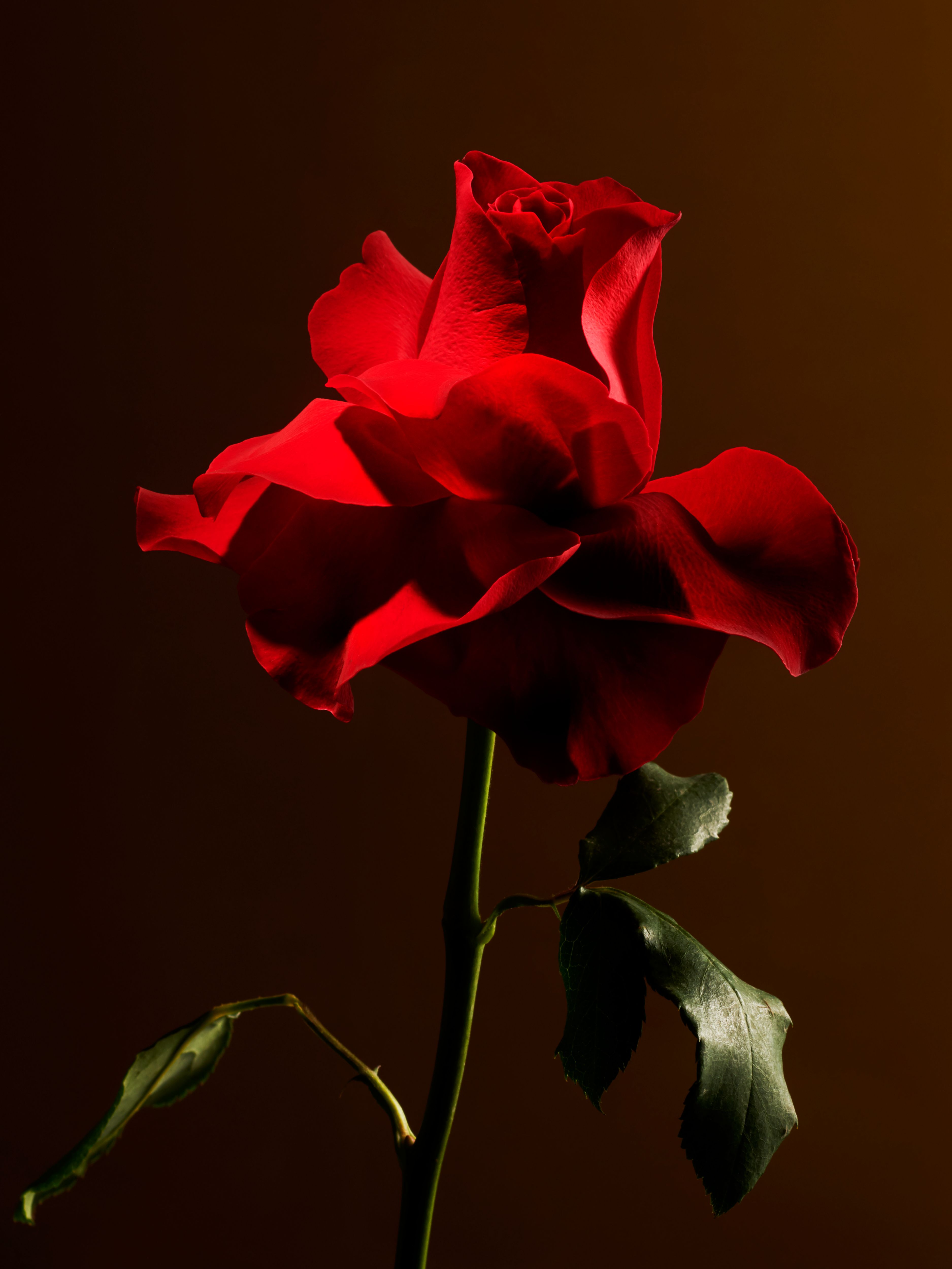 Imperial Rose Scented Fragrance Sticks Refill