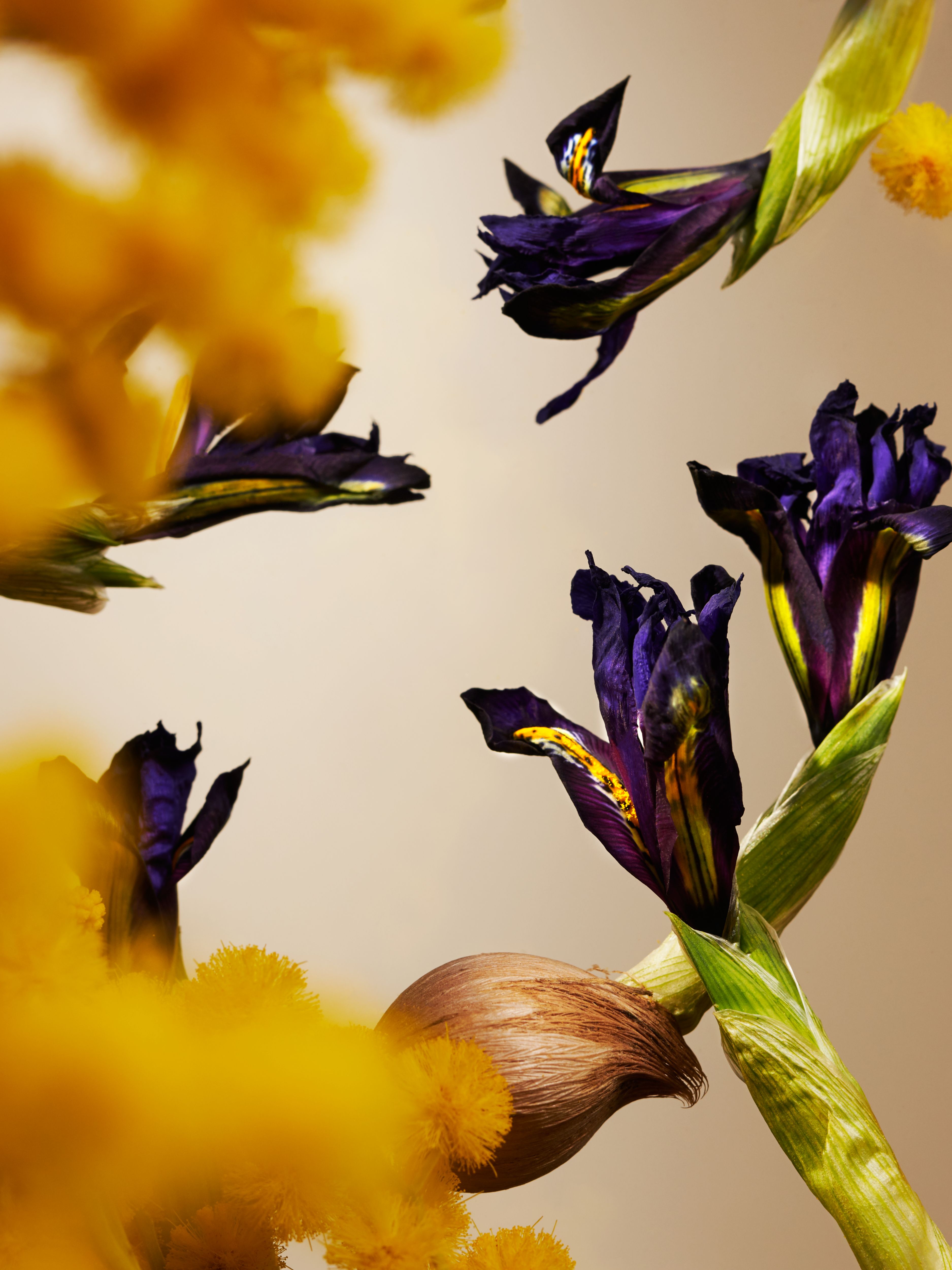 Orris Mimosa Fragrance Sticks Refill Studio Ingredient