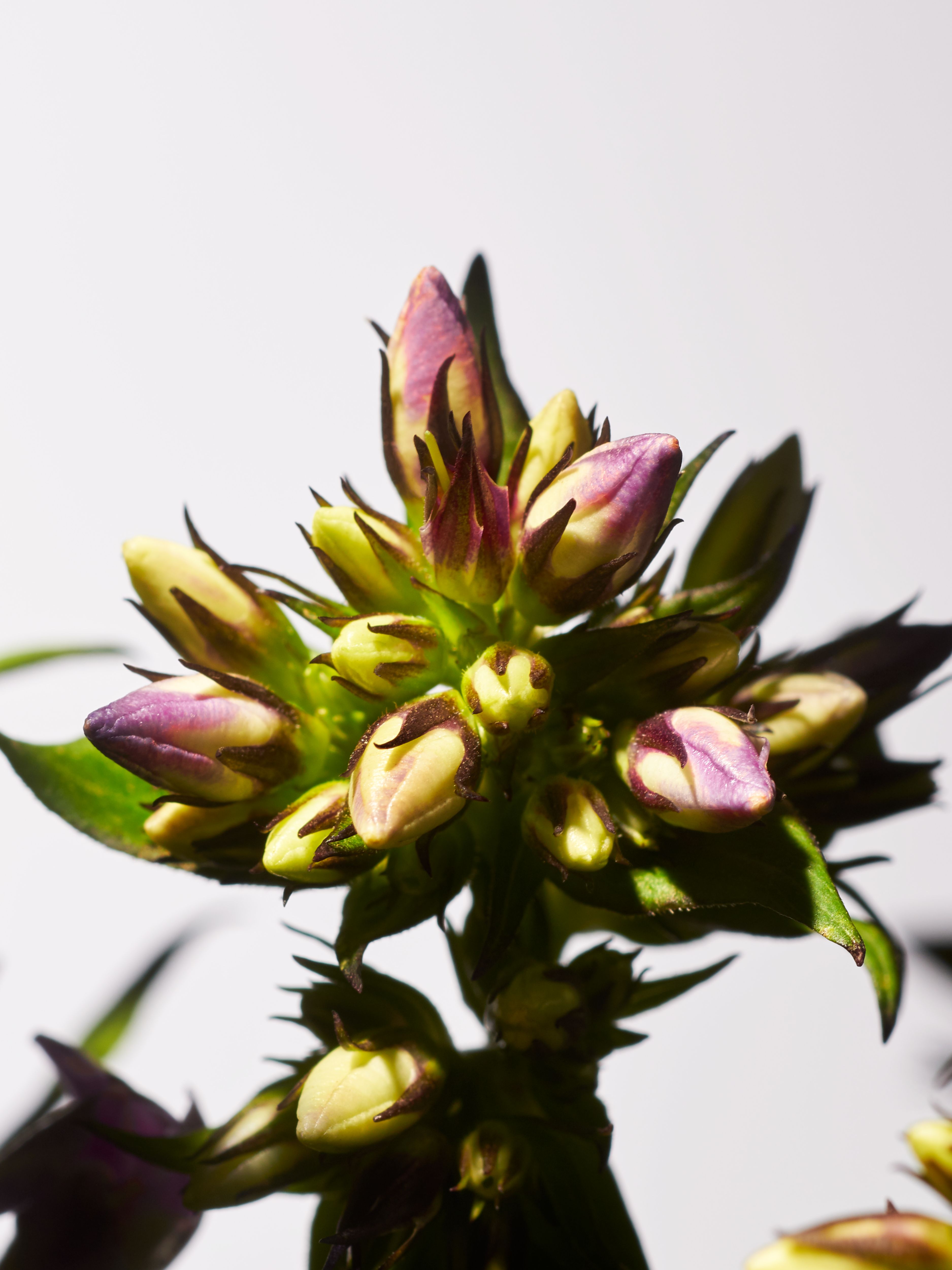 Savage Garden Hand Wash