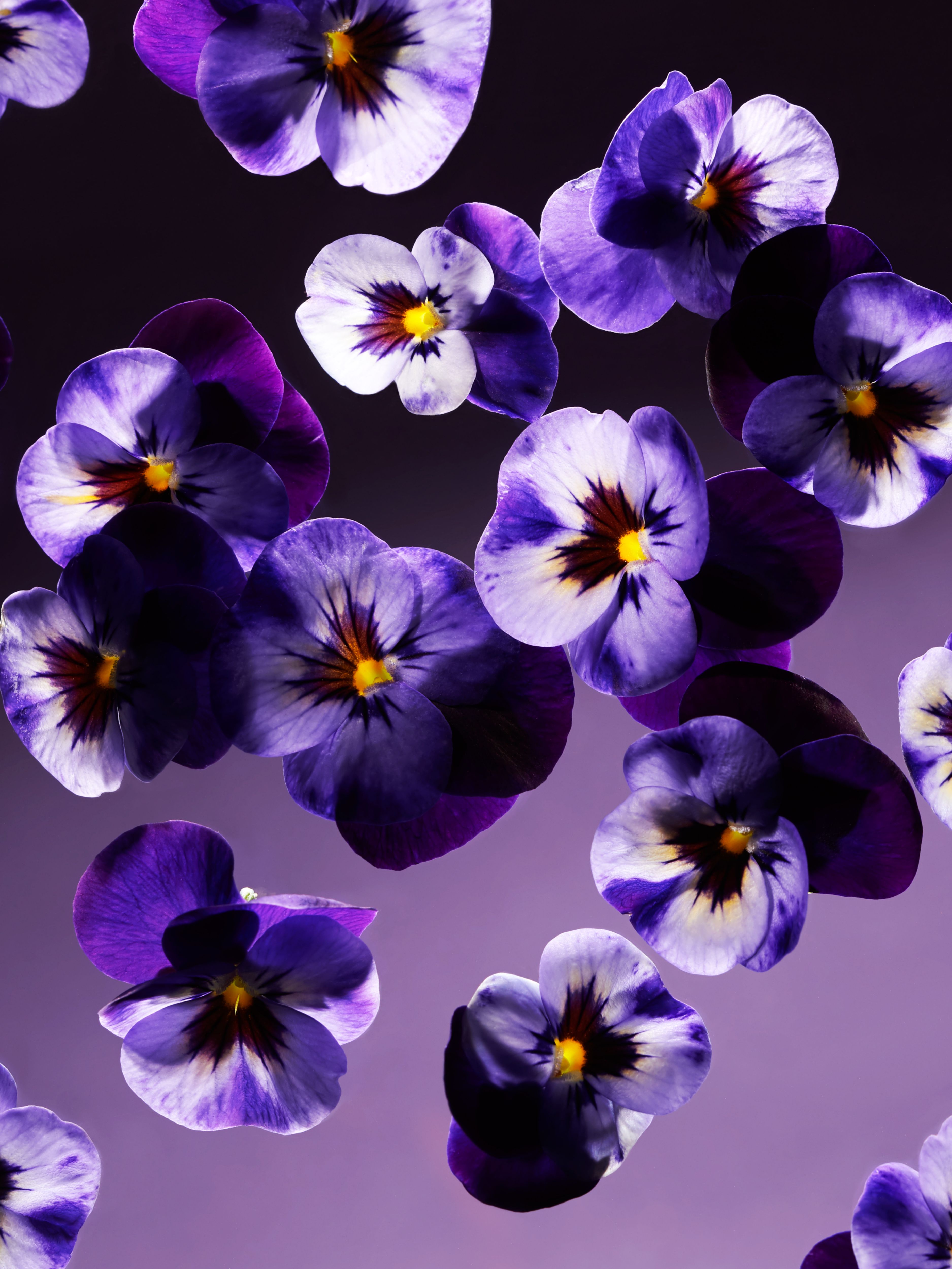 Smooth Violet Scented Maxi Tealights Studio Ingredient