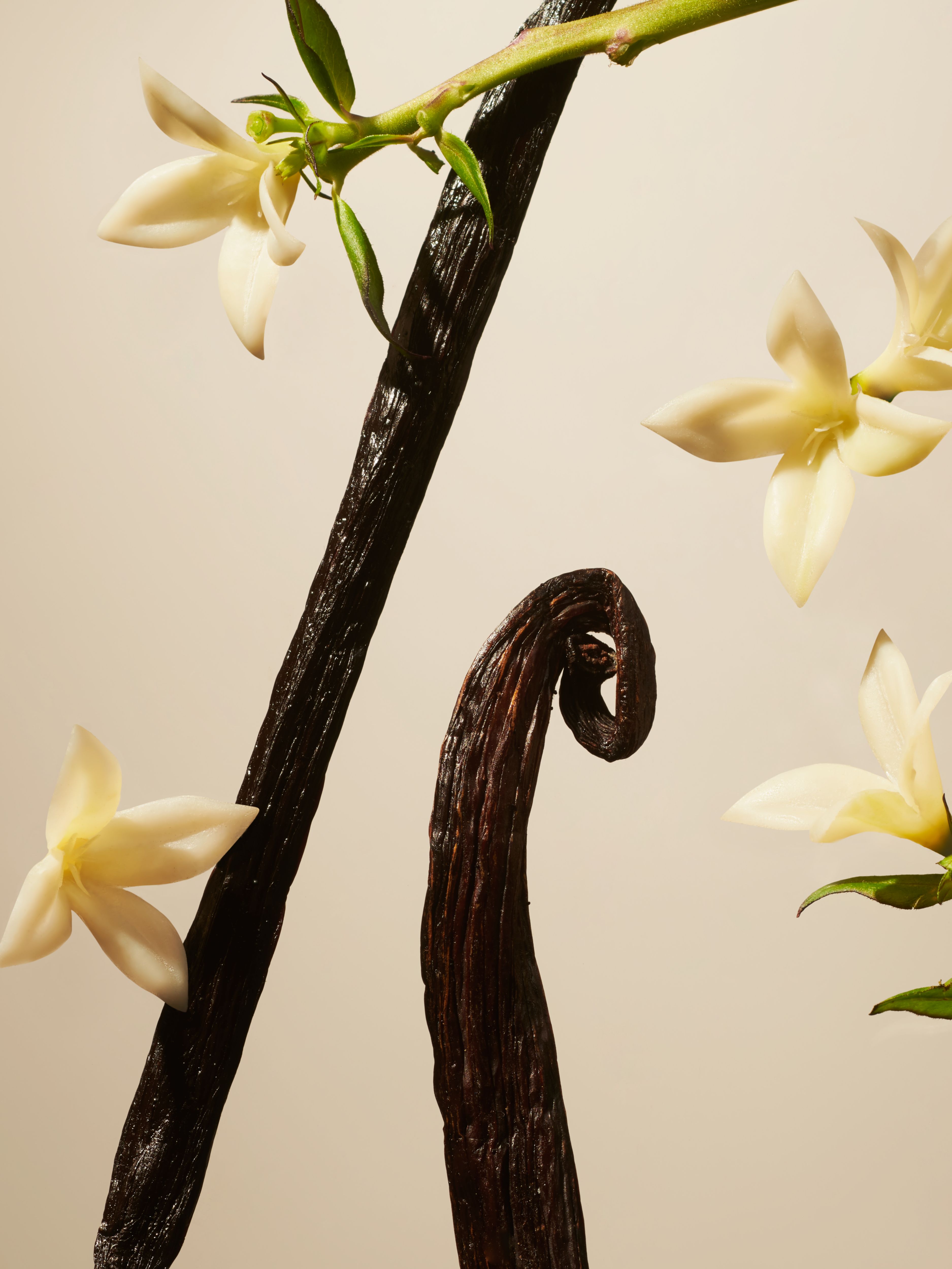 Suede Vanilla Fragrance Sticks Refill Studio Ingredient