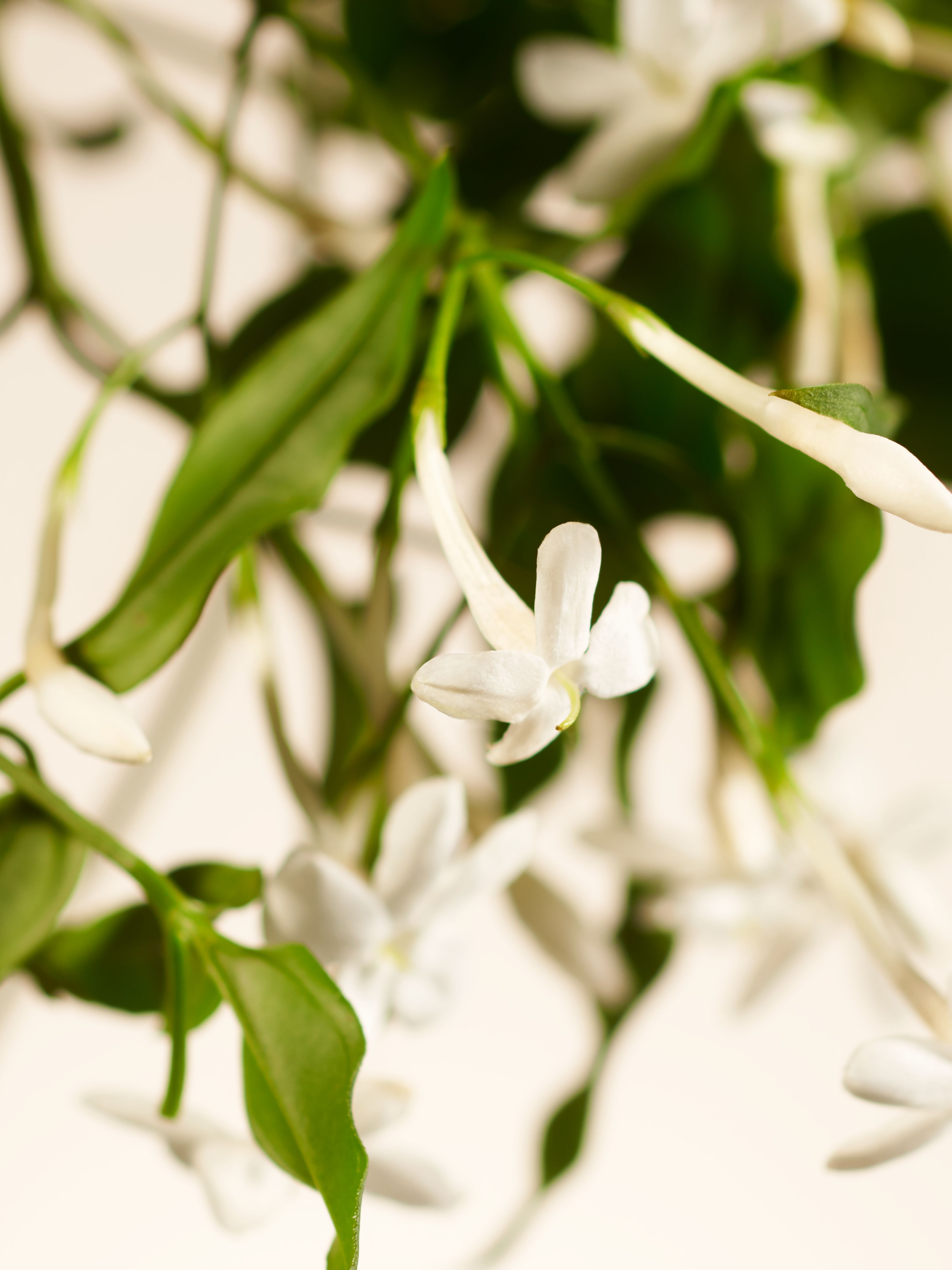 Sweet Jasmine USA Parfum d'Interieur