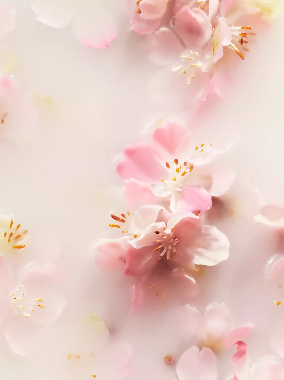 RITUALS Handseife Nachfüllpackung von The Ritual of Sakura, 300 ml – Mit  Reismilch & Kirschblüte – Hautpflegende & Hauterneuernde Eigenschaften